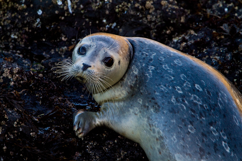 Harbor Seal